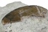 Large, Allosaurus Tooth In Sandstone - Colorado #173073-2